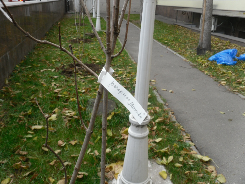 SDC16375.JPG