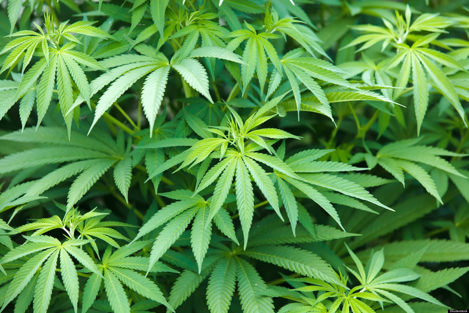 Конопля казакша марихуана выращенная в лесу